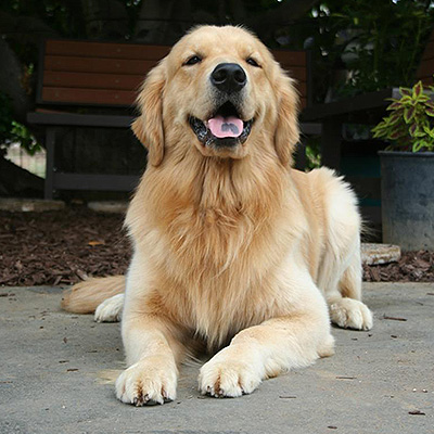 golden retriever puppies shadalane